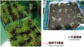 自然光照明系统下的空心菜 自然光照明系统下的空心菜