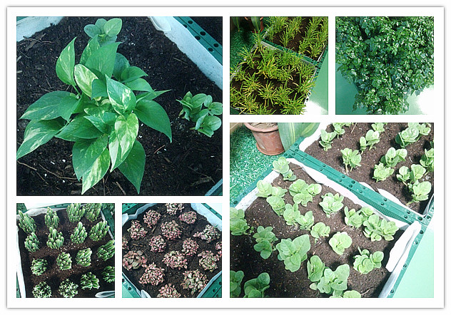 香港正能量植物品种 香港正能量植物品种